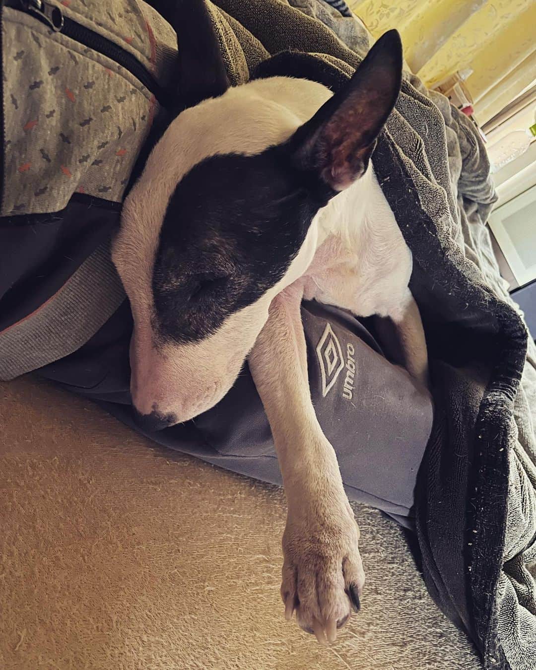 のインスタグラム：「#minituru#bull#terrier#minibullterrier#miniturubullterrier#dog#dogstagram#cute#qtaro#love#family#ミニチュア#ブルテリア#ミニチュアブルテリア#Q太郎」
