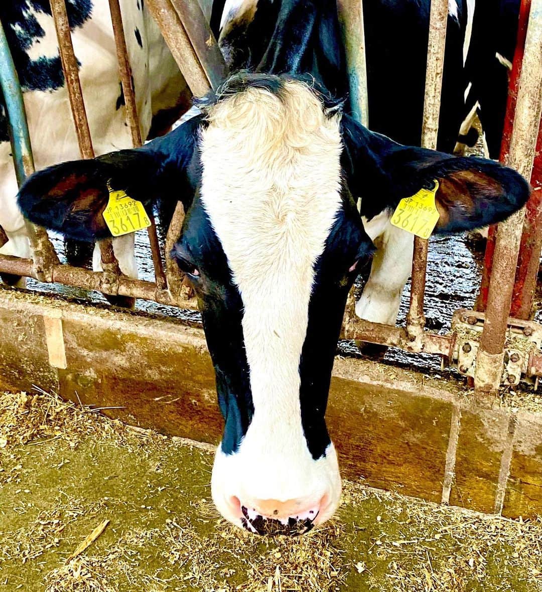 鎧塚俊彦さんのインスタグラム写真 - (鎧塚俊彦Instagram)「「昨年11月、国は生乳の生産抑制のための緊急支援事業を発表、牛を早期淘汰した場合、1頭あたり15万円の助成金を国が交付するというものでした。これにより4万頭の削減を目指している。」   牛乳とバターの過不足について私は疑問とそして今回の処置にたいして強い憤りを感じています。 動物愛護の観点からはまたいずれお話しますが。まずは乳の安定供給の観点から。 ２０１４年頃のバター不足から国による牛乳の増産計画がなされ増産効果が出てきたのが２０１９年。ところが新型コロナウィルスの流行。２０２０年４月の緊急事態宣言を境に牛乳・乳飲料の業務用需要は大きくダウン。生乳廃棄の危機が生じやすくなってしまいます。 そして２０２２年１１月２８日に北海道農協酪農・畜産対策本部委員会が２０２３年度の道内生乳生産量を２２年度比２.２％に迎える事を発表。そして上記の緊急支援事業。 酪農家の皆様にとって生乳減産とは収入が減ってしまう事に直結します。また一度減産してしまうと次の増産する事になった場合、乳牛の種付けから搾乳開始まで約３年の期間を要しすぐに増産出来ません。 供給バランスが崩れ減産せざるを得ない→一度減産すると増産には期間を要する→また情勢が変わり増産に踏み切る。 過去にもこの様なサイクルを繰り返し生乳廃棄の危機やバター不足を起こしています。 では減産が決まった今、数年後にまたバター不足を起こす事は無いのか。 酪農家の皆さんや乳業メーカーの皆さんに問い合わせた所 「数年後にバター不足になる可能性は高い」との答えです。なぜ毎回牛乳よりもバターが不足するのかというとバターは牛乳と違い海外から輸入出来るので生乳が少なくなると牛乳が優先されバターが不足し私達菓子職人が窮地に追い込まれます。 それならば生乳が余っている今。冷凍保存出来るバターを作り保存すれば良いのでは？ この問いに乳業メーカーは一様に「バターを作ると同時に脱脂粉乳が出ます。この脱脂粉乳が使い道があまりなく既に大量に国内に備蓄されている為、バターも作れない。」と答えます。しかし毎年７５０トンもの脱脂粉乳が輸入され続けています。 こんな不可解な現実をどうして頭の良い官僚の皆様やホクレンの皆さんは気付かないのか？。いえ気付かない訳はありません。 私個人の意見ですがこの矛盾にはカレント・アクセスが関与していると思います。 多国間貿易交渉における国際約束に基づき毎年生乳換算で約１３７千トンの指定乳製品を輸入する事になっています。 農林水産省はこれを乳製品の国内での安定供給の為としていますが私にはこの国際約束がむしろ国内の乳の安定供給と酪農家の生活を乱している様に思えてなりません。 #toshiyoroizuka #トシヨロイヅカ　#鎧塚俊彦　#酪農　#カレントアクセス　#バター不足」5月19日 16時46分 - toshiyoroizuka