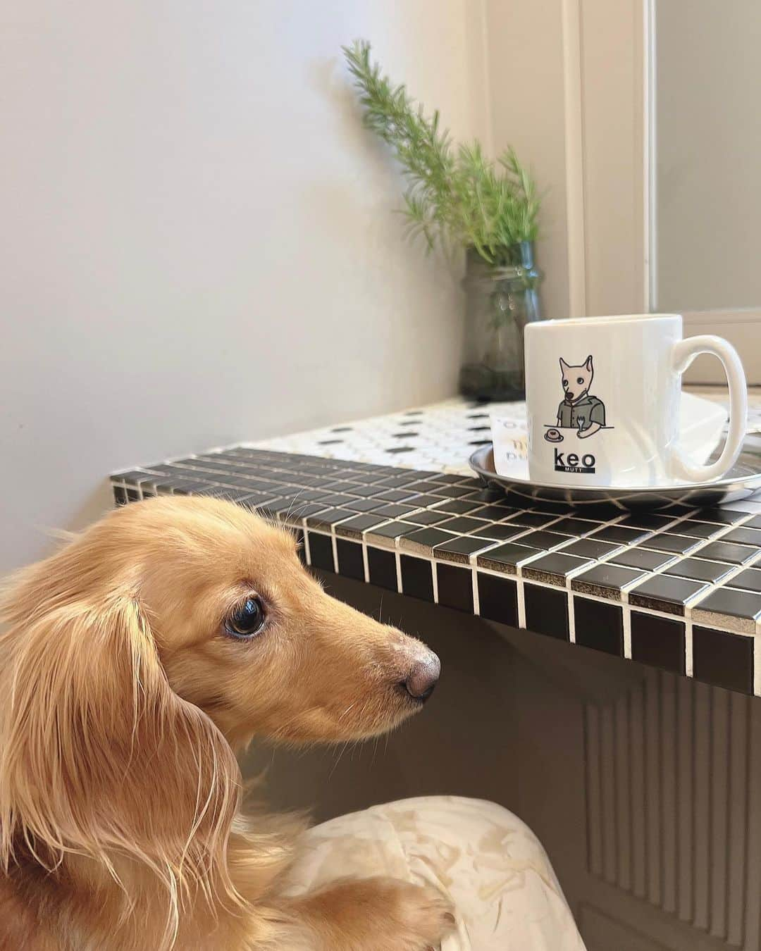 ゆうたむのインスタグラム：「🫖🍩🤍  久しぶりに のんちゃんとcafe🐶  ワンちゃんのフードやおやつも売ってて のんちゃん興味しんしんだった🤍 癒しtime😊  #cafe #犬カフェ #ワンちゃんok  #ワンちゃんと一緒  #ワンちゃんと入れるお店  #いぬすたぐらむ  #犬も入れるカフェ  #犬okカフェ  #ゆうたむの犬🐶」