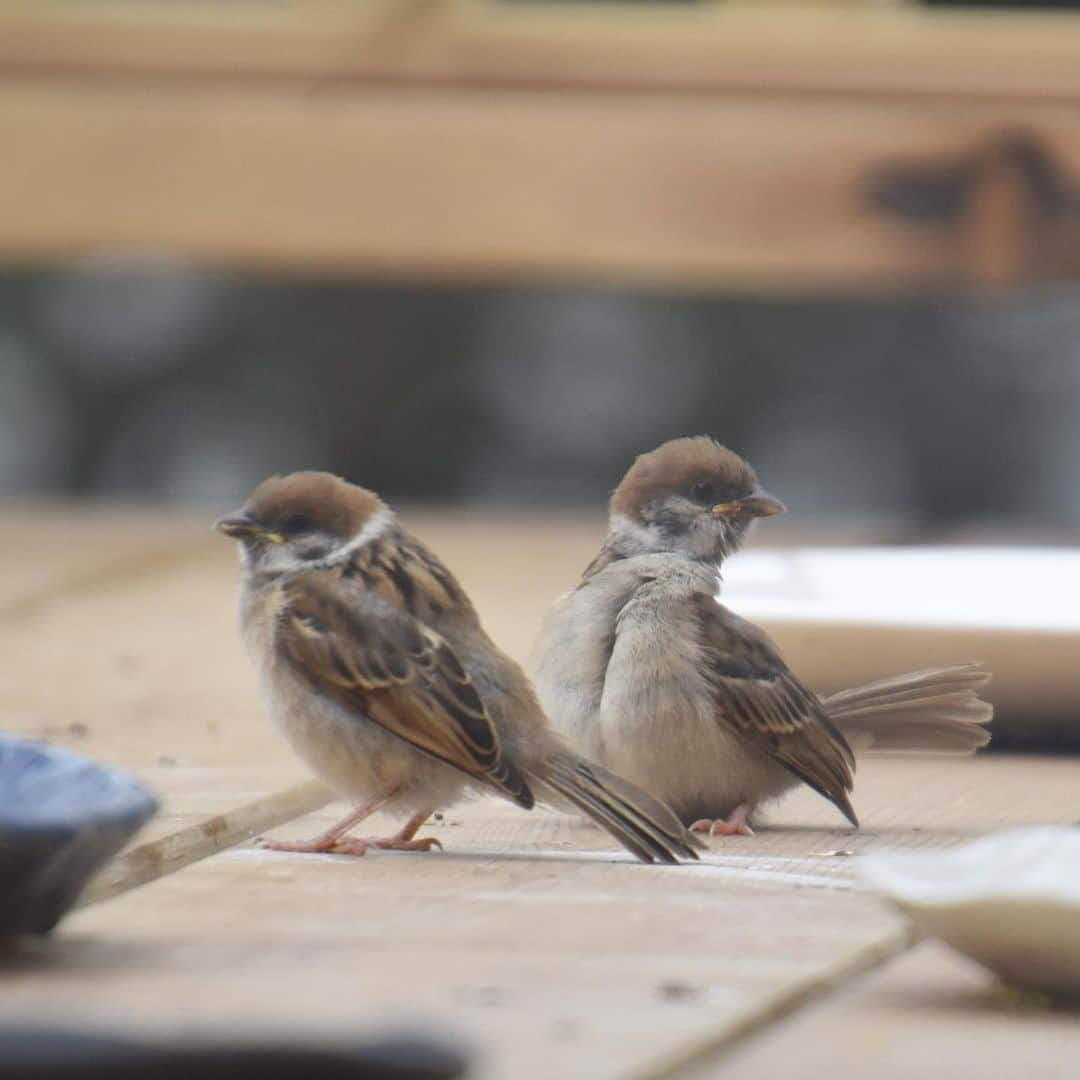 halmeのインスタグラム：「春は　#野鳥　達の雛がたくさん見ることができます🐣  このスズメの雛は兄弟でいつも一緒。 昨日　子離れ親離れしました。 最後の動画が昨日。 ハラハラしながら見ていましたが、 無事に今日も2羽で仲良く飛んできました。 カラス達も早い子達が巣から出始めてます。 カラスの雛は巣から出ても親と互角に飛べるようににはまだまだ時間がかかります🪺 抱卵中や雛のいる鳥の巣の撤去や雛を取ったりすることは、　#超獣保護法　違反 犯罪です。 1年以下の懲役、または100万円以下の罰金です。 #雛 #すずめ  #春 #sparrow」