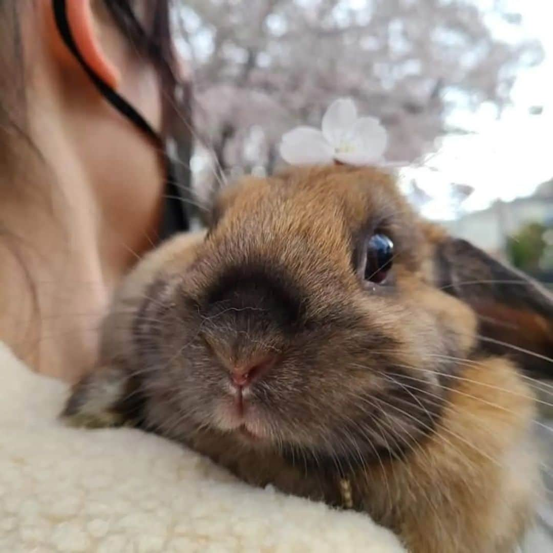 三宅裕子さんのインスタグラム写真 - (三宅裕子Instagram)「🐰🌈⁡ ⁡⁡ 今月8日に⁡ポコちゃん⁡ ⁡49日を迎えました！ ⁡⁡⁡⁡ ⁡以前ツキポコの⁡ ⁡絵を描いて⁡下さった ⁡@mysmys777 さんが⁡ ⁡ポコちゃんの絵を⁡また ⁡描いてくださいました✨ ⁡⁡⁡ ⁡まだ写真をプリントするのは⁡ ⁡精神的にきつくて💦⁡ ⁡でも絵だと違う🥲🍀⁡ ⁡ ⁡届いた瞬間に⁡ ⁡ポコちゃんのピカピカの⁡ ⁡可愛いお目目や⁡ ⁡ふわふわの毛も⁡伝わってきて⁡ ⁡とても感動しました❣️ ⁡見ても辛くなくて⁡ ⁡逆に心が温まって⁡ たくさん⁡元気をもらえています。⁡ 本当に⁡⁡ありがとうございます！！ ⁡ ツキちゃんも真剣にみてます🫶✨ ※相変わらず毎日欠かさず⁡ ⁡ポコちゃんの⁡ケージの前に⁡ ⁡座ってる🥲♡ ⁡ ⁡天国のポコちゃんも⁡ ⁡喜んでるだろうなぁ🎶⁡ ⁡⁡⁡ ⁡亡くなってから何度か⁡ ⁡夢に出てきてくれてるポコちゃん🌈 ⁡しかも娘の夢にも同じ日に⁡ ⁡出てきてくれる😳⁡不思議。⁡ ⁡ ⁡⁡°・*:.。.☆ ⁡⁡重田さんの絵は本当に繊細で⁡ ⁡細かくてまるで生きてるような⁡ ⁡絵なんです🫶⁡ 動物以外にも描かれてます✨⁡⁡ 今度⁡京都でグループ展も⁡ ⁡されるそうです🎨 ⁡ 是非チェックしてみてくださいね😊⁡ ⬇ ⁡⁡@mysmys777 ⁡ ⁡ ⁡⁡.*･ﾟ　.ﾟ･*.⁡ ⁡⁡ ⁡⁡ #うさぎのポコちゃん ⁡ #⁡⁡うさぎのツキちゃん⁡ ⁡ #ロップイヤー⁡ ⁡ #ミニロップイヤー⁡ ⁡ #たれみみうさぎ ⁡ #虹の橋🌈 ⁡ ⁡ #虹の橋組 ⁡ ⁡ #Family⁡ ⁡ #art #感謝⁡ ⁡ #thankyou ⁡ ⁡ #宝物⁡ ⁡ ⁡」5月19日 17時45分 - yuko_miyake