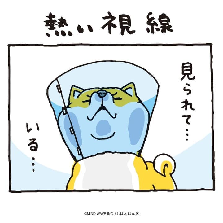 オオゴシヤステルのインスタグラム：「🟠196話🟠  熱い視線  【過去マンガはこちら】 👉 #しばんばんまんが  #今日のしばんばん #しばんばん #shibanban #むちころばんばん #muchicorobanban #微笑柴犬 #マインドウェイブ #mindwave #オオゴシヤステル #柴犬 #しばいぬ #sibainu」