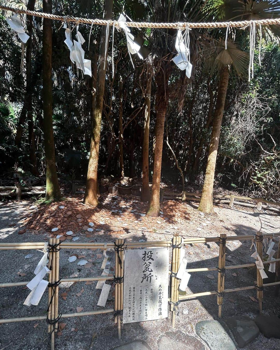 ふじわらまなかさんのインスタグラム写真 - (ふじわらまなかInstagram)「📍青島神社 青島全島が境内地になってる青島神社  神社っていうと木々のイメージがつよいけど、ここは海と森のどっちもを感じられる場所✨  神社に行くまでの鬼の洗濯板といわれる波状岩が見どころ!  全島が熱帯・亜熱帯植物の群生地として、国の特別天然記念物に指定されているの！！  恋愛の神様がいるらしく縁結び神社としても知られているよ🌟  トゥクトゥクに乗って移動もできるし、 青島パークでおしゃれなランチができるのもポイントだよ！！  ................................................. 住所▶︎ 宮崎県宮崎市青島２丁目１３番１号 アクセス▶︎ JR日南線青島駅下車徒歩約10分 駐車場▶︎なし 料金▶︎ 日向神話館のみ　入館料ありHP要確認 休業日▶︎ なし ※青島パーク休業日あり　要確認  ................................................. 🙋‍♀️ふじわらまなか　（@manaka_tabi） \せっかく行くなら『絶対外さない旅がしたい』/  🌟ワクワクするお出かけスポットをお届けするよ 🌟お出かけの素敵な思い出作りをお手伝い 🌟旅の中の非日常に彩りを✨  #宮崎　#宮崎旅行　#青島　#青島神社　#宮崎カフェ #青島パーク」5月19日 20時02分 - manaka_tabi