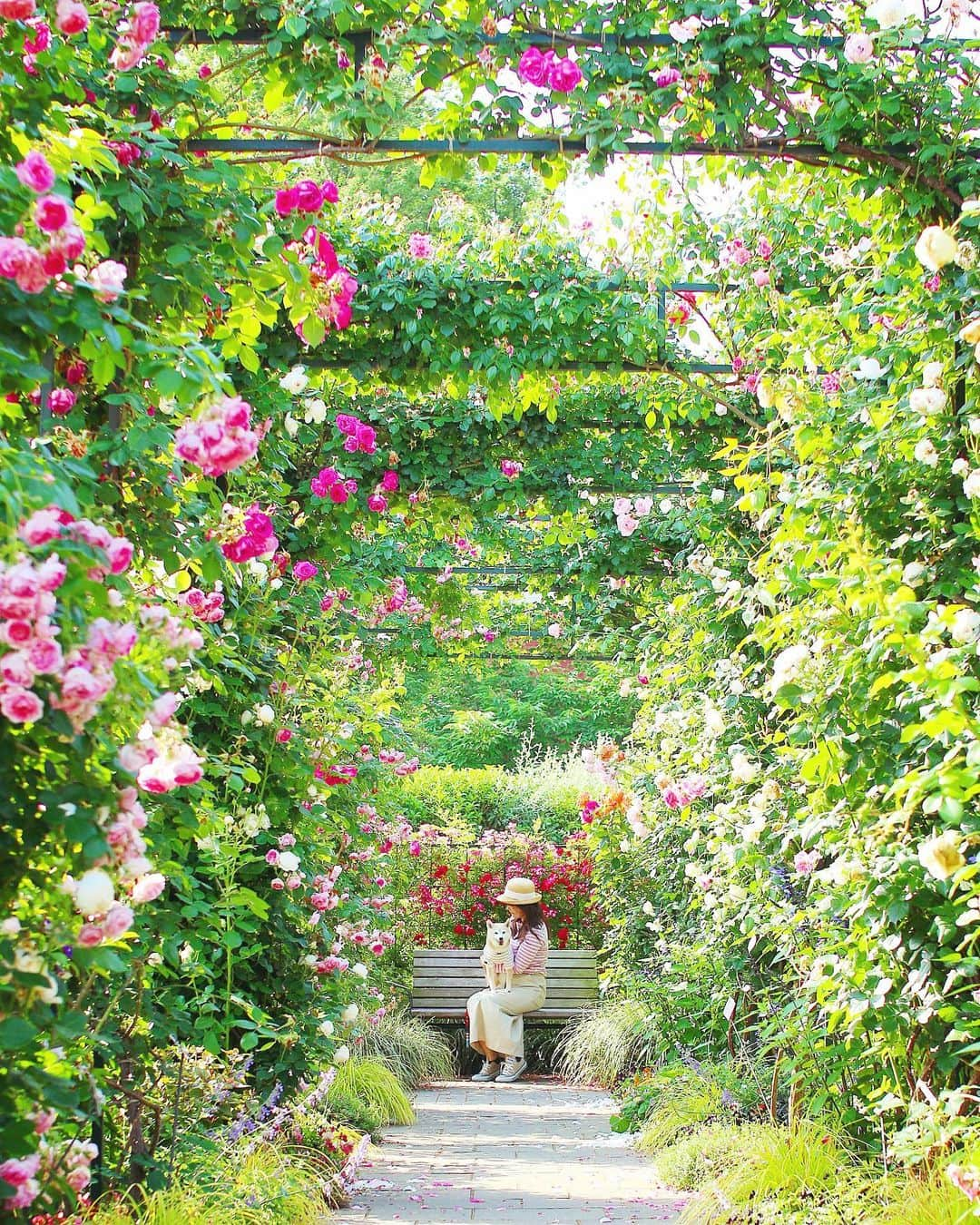 柴犬 けんしろう ゆりあのインスタグラム：「🐶🌹  時は止まってくれないから この愛おしい時間を 写真にとじこめるのです🌹  永遠があったらいいのにと けんちゃんの隣りでいつも思ってたよ。  #元保護犬 #保護犬を家族に  #その瞬間は永遠の思い出 #その瞬間に物語を #tokyocameraclub #whim_fluffy #barked #igersip #japan_of_insta #9gag #team_jp_ #photo_shorttrip #wp_flower #lovers_nippon #cute #art_of_japan_ #ptk_japan #japan_daytime_view  Location: #港の見える丘公園」