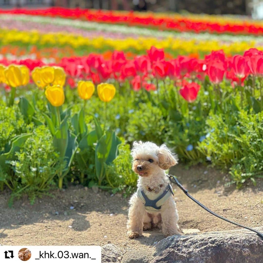 【公式】いぬのきもち・ねこのきもちのインスタグラム：「#Repost @_khk.03.wan._ さんのこじろうさん。  チューリップ🌷がとっても可愛くて、 ママがキュンキュン💓してたか、 モデルをしてあげたよ❤️  ハッシュタグ #いぬのきもち #ねこのきもち に投稿いただいた可愛い写真をご紹介しています！ 「いぬのきもちWEB　MAGAZINE」、「ねこのきもちWEB MAGAZINE」でもご紹介させていただくことも！  -------------------  .  #いぬ #いぬすたぐらむ #いぬのいる暮らし #いぬのきもち #いぬ好き #犬 #犬好きさんと繋がりたい #犬のいる生活 #犬と暮らす #犬好き #dog #dogsofinstagram #dogstagram  #ティーカッププードル #トイプードル」