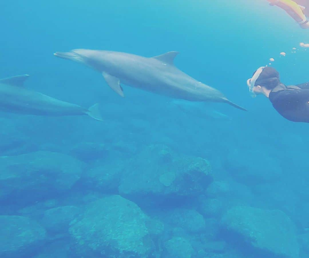 間々田佳子さんのインスタグラム写真 - (間々田佳子Instagram)「ドルフィンスイム2日目🐬  君と一緒に泳ぎたいと思うと 呼吸をすることも忘れてしまう…笑  恋愛と一緒♡  #間々田佳子 #ドルフィンスイム  #イルカ好きな人と繋がりたい  #癒し」5月19日 20時34分 - yoshiko.mamada