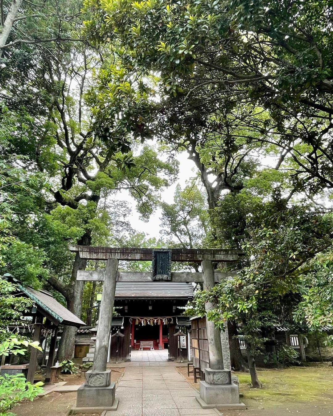 M'sブライダルのインスタグラム：「オススメ開運スポット💕赤坂氷川神社⛩️  人生100年時代を豊かに生き抜くための結婚相談所  〜登録会員数10万名超×昔ながらの個別紹介×最先端AIシステムで、婚活が苦手な人でも結婚出来る人に〜   ・創業23年 (帝国ホテルタワー) ・登録男性高収入(年収1,000万以上)多数  ・平均成婚期間1年以内  ・丁寧・安心・高結婚率のM’sブライダル  ・東京駅八重洲南口徒歩3分  ◉全国支店オーナー様同時募集中！   #氷川神社 #神社 #念願 #縁 #縁むすび #hikawa #結婚式 #ウェディング #花嫁 #bridal #love #結婚 #結婚相談所 #東京 #再婚 #恋活 #結婚相談 #バツイチ #彼氏募集中 #婚活 #彼女募集中 #結婚したい #アラサー #アラフォー #tokyo #family #marriage #出会い #家族 #恋人」