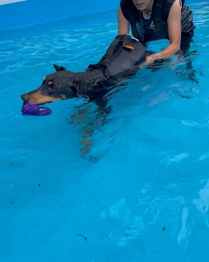 ペ・ジョンナムのインスタグラム：「날씨도 덥고 수중재활 딱이네예😃🏊🏻‍♂️💦꾸준히 수중재활덕에 물에서는 앞다리도 움직임도 더 자연스럽고 발란스 교정에 완전 좋네예🐶👍🏻👏👏👏대단타 우리 딸램씨😘🩵🧡🤍🩶🤎 @holicare.park @holicare.inhee @holicare.bw_peace @kapai_story」