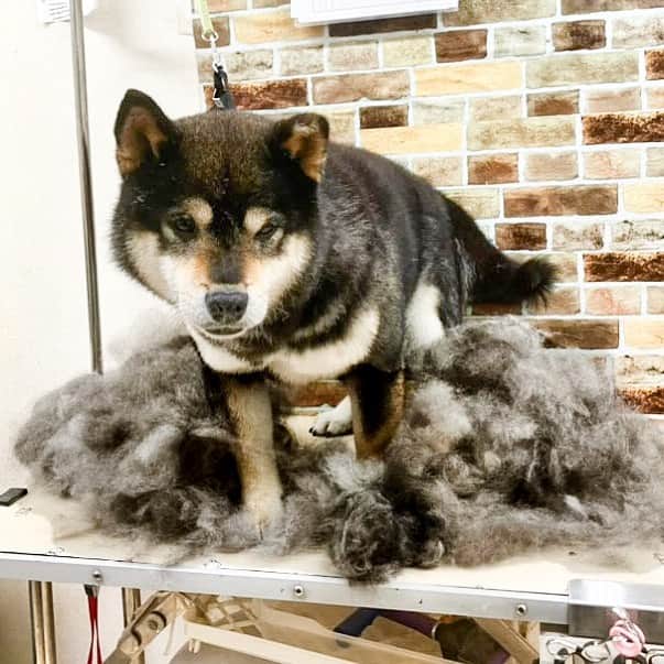 BlackRed shibasのインスタグラム：「Today's Yamato. grooming day.  良く抜けました。  @miwa.m.54  いつも 有難う御座います。 . . .  #2023yamato #柴犬 #shiba #shibainu #dog #rescuedog #rupinasu卒業犬 #rupinasu  #黒柴犬 #cute #元保護犬 #rescuedogs #japan #japandog #元保護犬今は過保護 #lovely #cute #cutestdog #awesomeanimals #mrdog #dogofthaday」