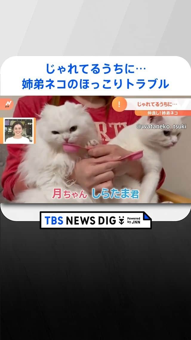 TBS NEWSのインスタグラム：「じゃれてるうちに…姉弟ネコのほっこりトラブル。 #ネコ  #猫  #cat  #catlife」