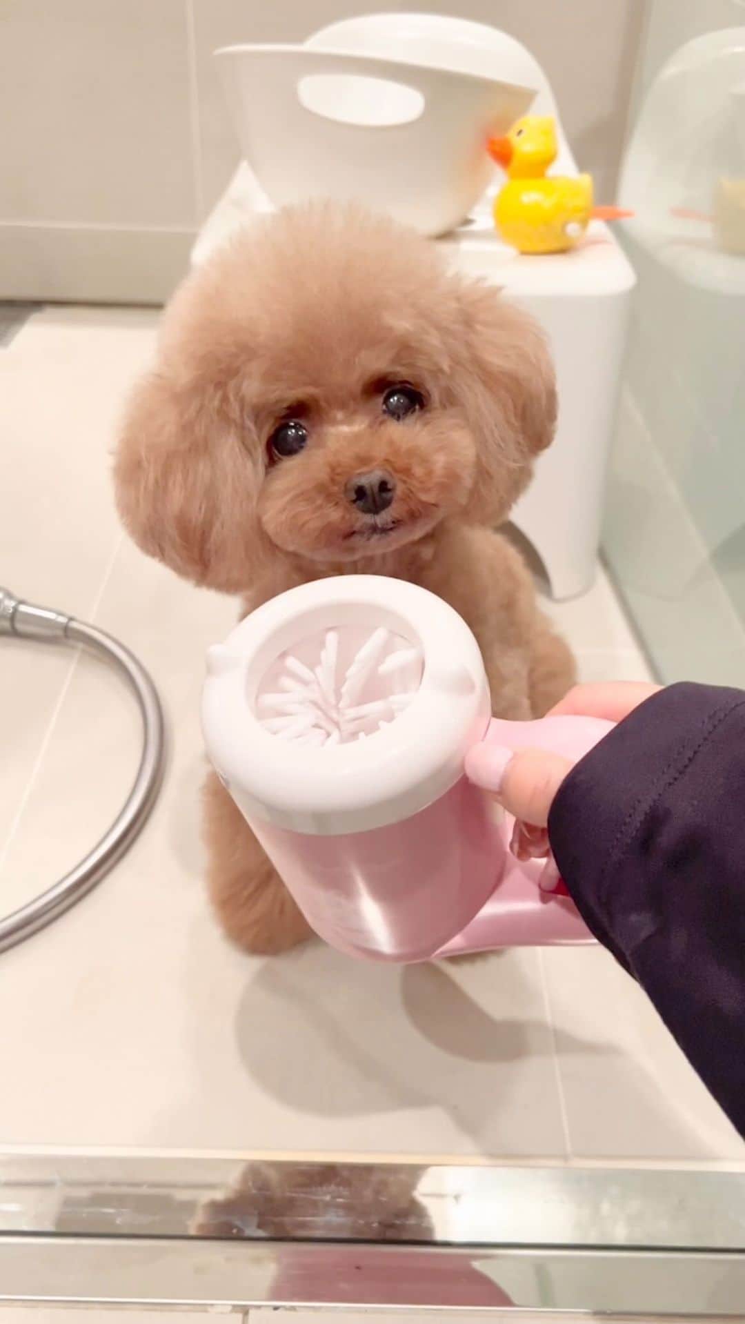 ショコラ❤︎あずき❤︎パンナのインスタグラム：「Spa Part.6🫧🫧  最後の顔〜😂  #asmr #トイプードル #プードル #犬のいる暮らし #toypoodle #poodle #dog #instadog #cutedog #あずしょこぱん #パンナ #dogstagram」