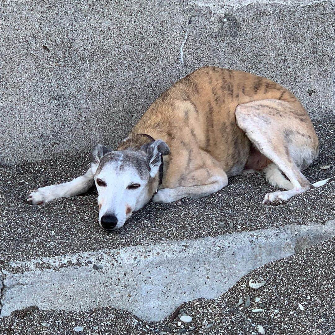 なべやかんさんのインスタグラム写真 - (なべやかんInstagram)「月曜日から老犬のマンゴーが入院し、生きられるかどうかの戦いをしている。 今夜は予定があったが、病院から連絡があったので予定を取りやめ病院に行く事に。  マンゴーは一生懸命に生きる為の闘いをしているが、腎臓の数値が下がってくれない。 老犬なので臓器の治癒力が落ちているというのもあるかもしれない。 数値は高いがギリギリの闘いをしている。 病院では、このまま数値が下がらない場合どうするかという会議だった。 とりあえず明日また病院に行きこちらの考えを伝えないといけない。 とても辛い選択だ。  マンゴーはこちらを信じて生きているのに、彼の命をこちらが勝手に決めて良いのだろうか？ とても残酷過ぎる。  最後は家で過ごさせてあげたいと思っているが、どのタイミングで治療をやめ家に連れ帰ったら良いものか、、、  治療を辞めれば死に近付く。 一番辛い瞬間に立ち会う時が近付いている。 マンゴーから信用され信じてもらっているのに、彼の命の終わりをこちらが決めるのは裏切りではないのか？ 今マンゴーは必死に闘っているのに。  マンゴーが家に来たのは2016年。 その後、老犬になった事を理由に飼い主から飼育放棄され我が家で暮らし我が子になった。  こういった辛い事を人に押し付けるって本当に残酷だ。 一番嫌な時から逃げるのだから。 自分は絶対にあいつを許さない。 一番辛い瞬間を人に押し付けるって残酷だよ。 でも、マンゴーはうちの子だから、残酷な事にだって向き合うよ。  どんな選択をしても一生後悔すると思う。 何が正解かわからない。 マンゴーを裏切らない最善の選択は何か？ 非常に頭が痛い。   #ウィペット #whippet #秘密結社老犬倶楽部 #犬可愛い #マイリーandマンゴー散歩 #2006年6月15日生まれ #命を守る #命の選択 #信用」5月19日 21時13分 - yakan_nabe