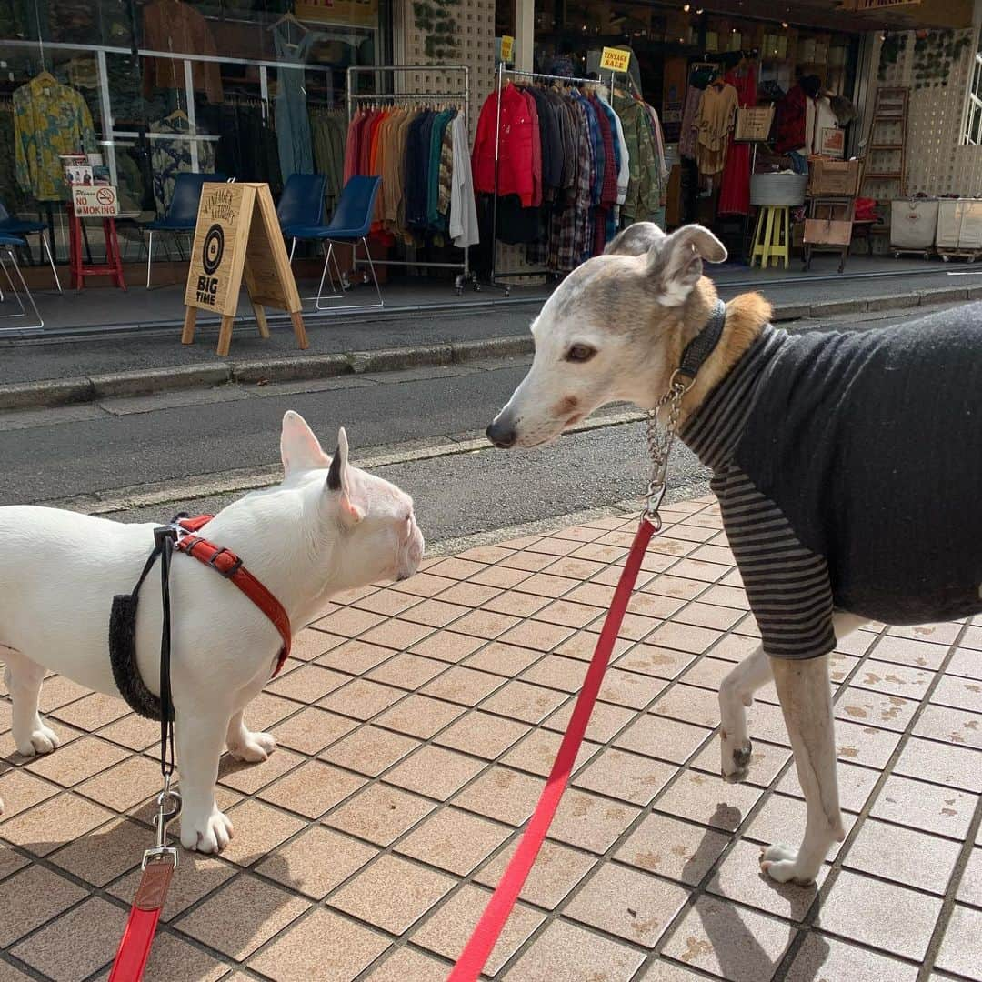 なべやかんさんのインスタグラム写真 - (なべやかんInstagram)「月曜日から老犬のマンゴーが入院し、生きられるかどうかの戦いをしている。 今夜は予定があったが、病院から連絡があったので予定を取りやめ病院に行く事に。  マンゴーは一生懸命に生きる為の闘いをしているが、腎臓の数値が下がってくれない。 老犬なので臓器の治癒力が落ちているというのもあるかもしれない。 数値は高いがギリギリの闘いをしている。 病院では、このまま数値が下がらない場合どうするかという会議だった。 とりあえず明日また病院に行きこちらの考えを伝えないといけない。 とても辛い選択だ。  マンゴーはこちらを信じて生きているのに、彼の命をこちらが勝手に決めて良いのだろうか？ とても残酷過ぎる。  最後は家で過ごさせてあげたいと思っているが、どのタイミングで治療をやめ家に連れ帰ったら良いものか、、、  治療を辞めれば死に近付く。 一番辛い瞬間に立ち会う時が近付いている。 マンゴーから信用され信じてもらっているのに、彼の命の終わりをこちらが決めるのは裏切りではないのか？ 今マンゴーは必死に闘っているのに。  マンゴーが家に来たのは2016年。 その後、老犬になった事を理由に飼い主から飼育放棄され我が家で暮らし我が子になった。  こういった辛い事を人に押し付けるって本当に残酷だ。 一番嫌な時から逃げるのだから。 自分は絶対にあいつを許さない。 一番辛い瞬間を人に押し付けるって残酷だよ。 でも、マンゴーはうちの子だから、残酷な事にだって向き合うよ。  どんな選択をしても一生後悔すると思う。 何が正解かわからない。 マンゴーを裏切らない最善の選択は何か？ 非常に頭が痛い。   #ウィペット #whippet #秘密結社老犬倶楽部 #犬可愛い #マイリーandマンゴー散歩 #2006年6月15日生まれ #命を守る #命の選択 #信用」5月19日 21時13分 - yakan_nabe