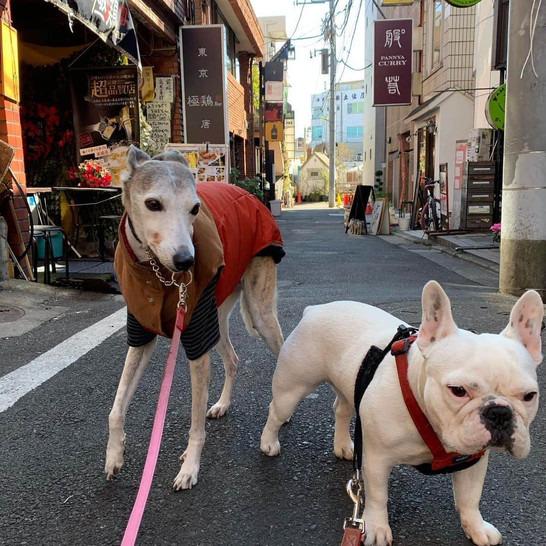 なべやかんさんのインスタグラム写真 - (なべやかんInstagram)「月曜日から老犬のマンゴーが入院し、生きられるかどうかの戦いをしている。 今夜は予定があったが、病院から連絡があったので予定を取りやめ病院に行く事に。  マンゴーは一生懸命に生きる為の闘いをしているが、腎臓の数値が下がってくれない。 老犬なので臓器の治癒力が落ちているというのもあるかもしれない。 数値は高いがギリギリの闘いをしている。 病院では、このまま数値が下がらない場合どうするかという会議だった。 とりあえず明日また病院に行きこちらの考えを伝えないといけない。 とても辛い選択だ。  マンゴーはこちらを信じて生きているのに、彼の命をこちらが勝手に決めて良いのだろうか？ とても残酷過ぎる。  最後は家で過ごさせてあげたいと思っているが、どのタイミングで治療をやめ家に連れ帰ったら良いものか、、、  治療を辞めれば死に近付く。 一番辛い瞬間に立ち会う時が近付いている。 マンゴーから信用され信じてもらっているのに、彼の命の終わりをこちらが決めるのは裏切りではないのか？ 今マンゴーは必死に闘っているのに。  マンゴーが家に来たのは2016年。 その後、老犬になった事を理由に飼い主から飼育放棄され我が家で暮らし我が子になった。  こういった辛い事を人に押し付けるって本当に残酷だ。 一番嫌な時から逃げるのだから。 自分は絶対にあいつを許さない。 一番辛い瞬間を人に押し付けるって残酷だよ。 でも、マンゴーはうちの子だから、残酷な事にだって向き合うよ。  どんな選択をしても一生後悔すると思う。 何が正解かわからない。 マンゴーを裏切らない最善の選択は何か？ 非常に頭が痛い。   #ウィペット #whippet #秘密結社老犬倶楽部 #犬可愛い #マイリーandマンゴー散歩 #2006年6月15日生まれ #命を守る #命の選択 #信用」5月19日 21時13分 - yakan_nabe