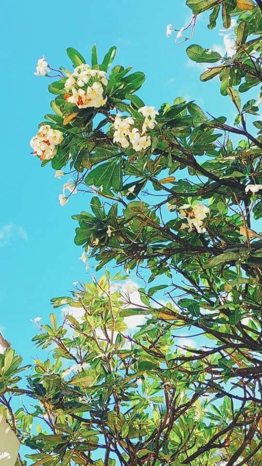 天霧真世のインスタグラム：「【𝙃𝙖𝙥𝙥𝙮 𝘿𝙖𝙮🌺🌴】⁡⁡ 朝、プルメリアを眺めて深呼吸☀️🌸 ⁡·⁡ お昼はビーチをのんびりお散歩👣🌊🌺🌴⁡ ⁡⁡·⁡ ⁡夕方はボーッとサンセットを見て🌇⁡ ⁡⁡·⁡⁡ 夜のライトアップに癒される🌙🌴🌃 ⁡⁡·⁡ ⁡·⁡ ⁡ハワイの一日⁡🤙 あぁ～幸せな妄想😂🌺🌴🎵 ⁡· ⁡· ⁡今日もよく頑張った自分をいっぱい褒めて、お疲れさまでした☺️☀🌛✨ ⁡· ⁡· ⁡· #hawaii#oahu#honolulu#happyday⁡#plumeria#laterpost⁡ ⁡#ハワイ#オアフ島#幸せな一日#プルメリア#☀️🌙 · 🌈@mayomayo.com_ 💎@mayosacise.official ✏@mayo_paint · ·」