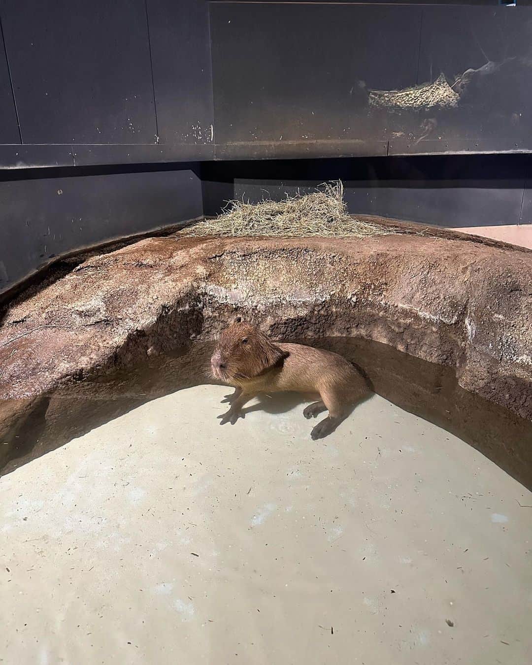 早坂梢依さんのインスタグラム写真 - (早坂梢依Instagram)「. 水族館大好き芸人 . #アクアパーク品川」5月19日 21時31分 - kozue_hayasaka