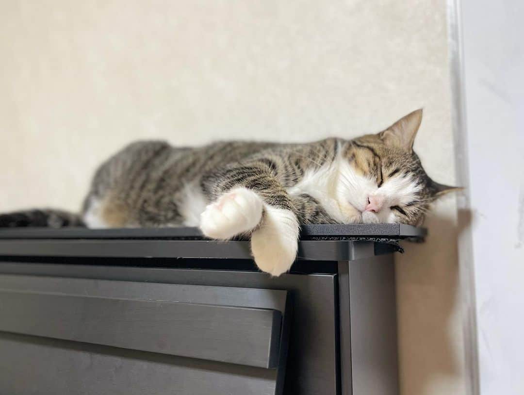 ひのき猫さんのインスタグラム写真 - (ひのき猫Instagram)「オデコの特等席です🎹🎶  ・ ・ ・  #ひのき猫  #可愛いねこ  #ピアノの上の猫  #猫との生活  #猫好きさんとつながりたい  #にゃんすたぐらむ  #ねこのいる幸せ  #cat  #catstagram  #cutecat」5月19日 21時32分 - hinoki.cute.kitten
