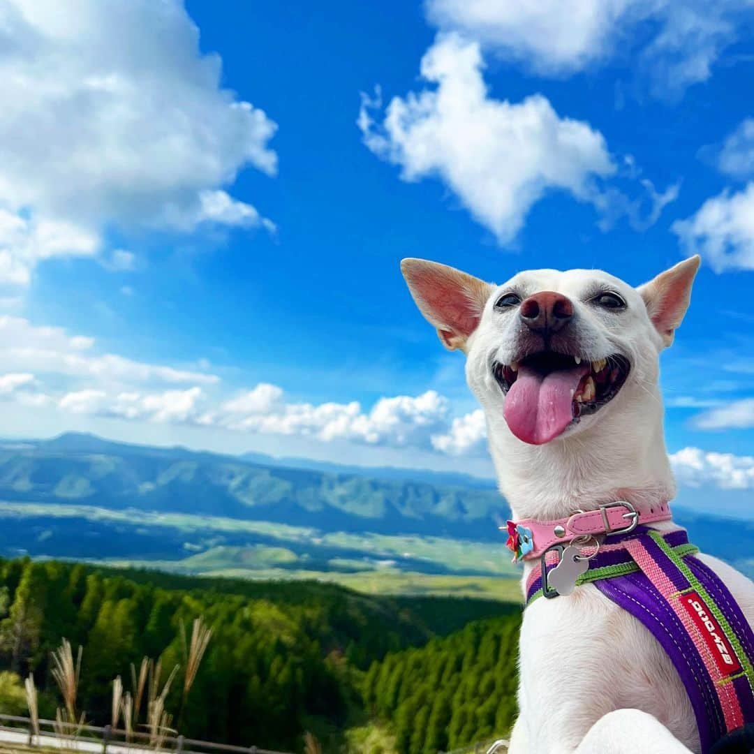 柴犬ハル&保護犬すずのインスタグラム