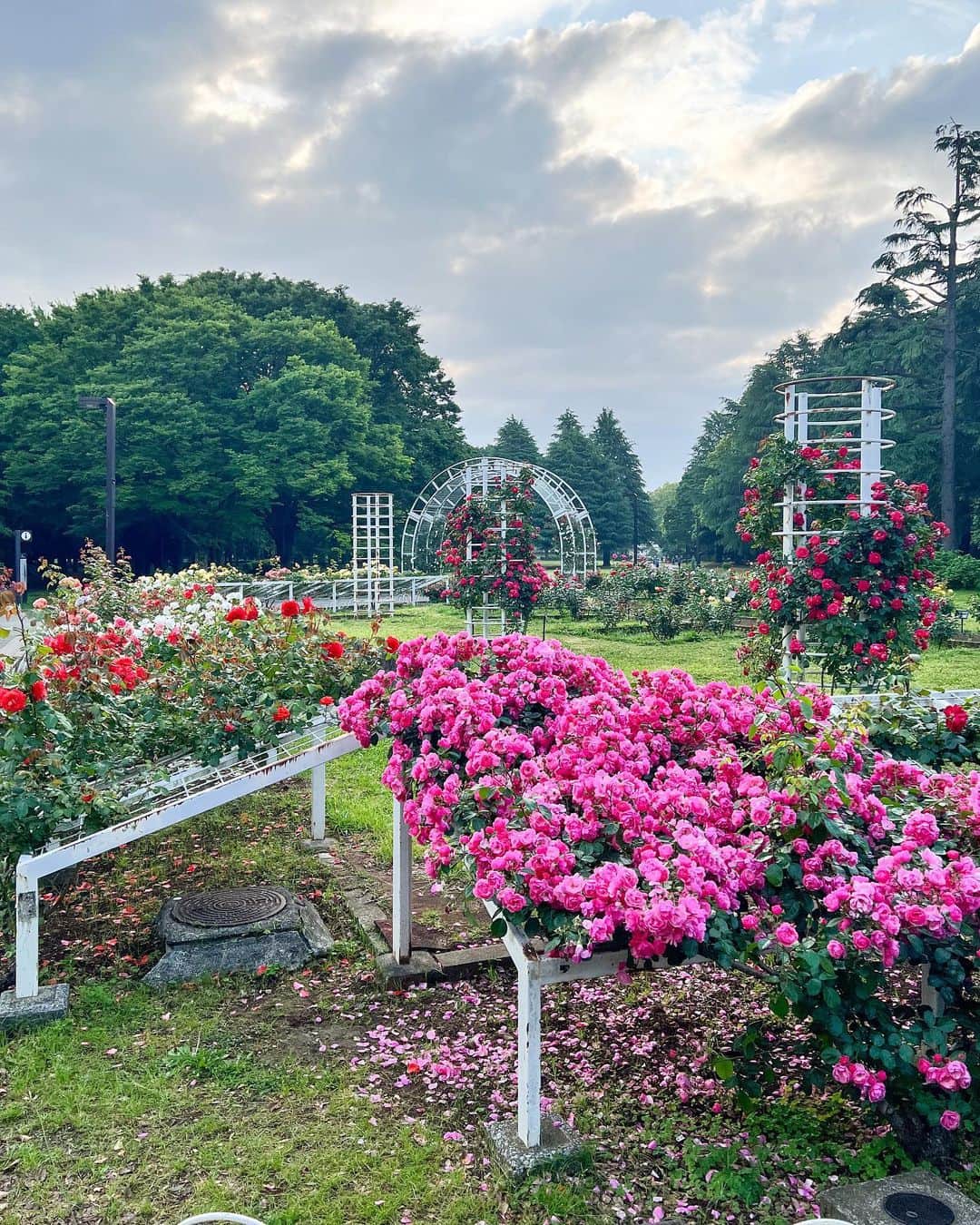 和希優美さんのインスタグラム写真 - (和希優美Instagram)「知ってますか？ 代々木公園のバラ庭園🌹 ⁡ ⁡ 初めて来た時から 代々木公園の薔薇って 本当美しいんです❂‧₊˚ ⁡ 個人的には このピンクのカラーが 一気に華やかになるので ⁡ ⁡ ⁡ 今週末の日曜日は 「春のバラフェスタ」も 開催するそうです♡ ⁡ ⁡ ┈┈┈┈┈┈┈┈┈┈┈┈┈┈┈┈┈ ⁡ 📍  代々木公園 📮  渋谷区代々木神園町、神南二丁目  🚃  ＪＲ原宿駅・千代田線代々木公園駅徒歩３分 📞  03-3469-6081　(代々木公園サービスセンター) 🚗  あり※有料 ⁡ ┈┈┈┈┈┈┈┈┈┈┈┈┈┈┈┈┈ ⁡ いいね、コメント 有り難うございます ◡̈✩ フォローは @kazukiyumi から フォローしてください𓂃♡ ⁡ 気になったり、 あとでゆっくり読みたい人は 忘れずに！ 保存してくださいね🏷✨ ⁡ ┈┈┈┈┈┈┈┈┈┈┈┈┈┈┈┈┈ ⁡ #Rose #バラ #薔薇 #花がある暮らし #旅するように暮らす #代々木公園 #yoyogipark #japan_daytime_view #ポートレートセレクション  #pixlib_jp #みんすと  #japan_waphoto #japantrip  #ポートレート #風景写真 #カメラ好きな人と繋がりたい  #カメラ女子 #一眼レフ初心者 #カメラのある生活 #誰かに見せたい景色 #その瞬間に物語を #ファインダー越しの私の世界 #絶景 #日本の絶景 #旅するように暮らす #写真で伝えたい私の世界  #この世界はイロドリで満ちている #photogenic_jp #genic_japan ⁡」5月19日 22時00分 - kazukiyumi