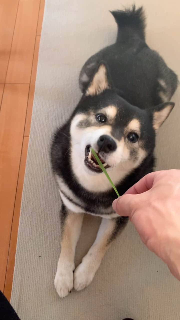 吾子のインスタグラム：「・ ・ ・ ・ ・ 🌱大好きなあこわんのために、わんにゃんグラスを育ててみました🐶❤️ ・ なぜか抜いてあげないと食べないあこわん🐶 ・ でも気に入ったみたい💁🏻‍♀️ ・ ・ ・ ・ ・ ・ ・ ・ ・ ・ ・ ・ ・ ・ ・ ・ ・ ・ ・ ・ #エン麦 #体にいいけど、たべ過ぎ注意🍑🌱💩 #sapporo  ・ 北海道の柴犬 #柴北会 の皆ワン🐶あったかくなってきたねー ・ #adorable #instadog#shibainu#dog#柴犬ライフ #instashiba#柴犬マニア #9gag #barked #kuroshiba#socute #cutedog#いぬのきもち #黒柴 #dogstagram_japan」