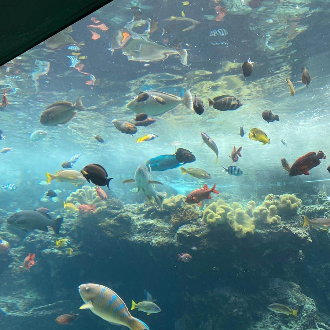 阿部ここはさんのインスタグラム写真 - (阿部ここはInstagram)「・ 初めての沖縄美ら水族館ジンベエザメ大きかった！！ˢ🦈˜˷」5月19日 22時32分 - cocoha_abe