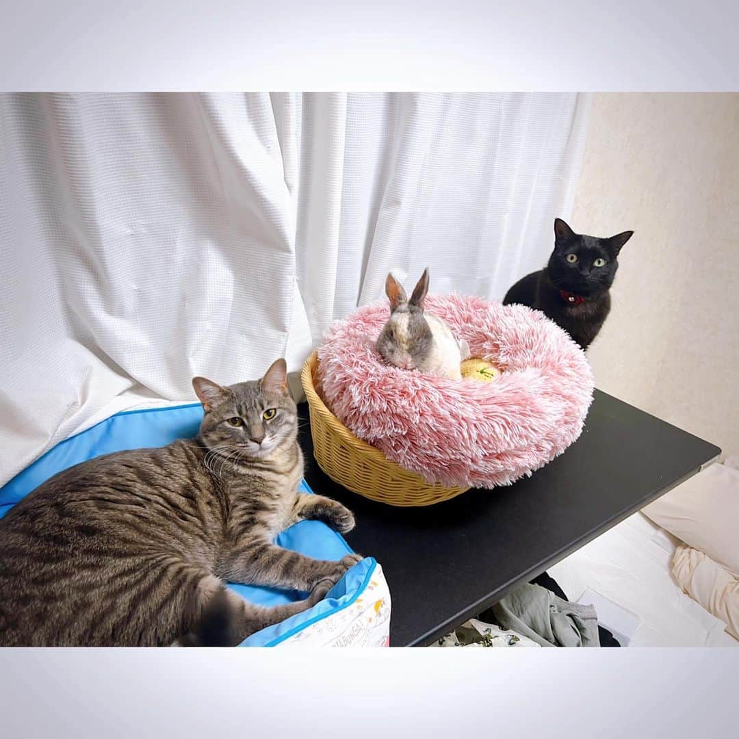 中野聡子（日本エレキテル連合）のインスタグラム：「🐈‍⬛ソナチネ 🐰アンドロポフ 🐈アップル」