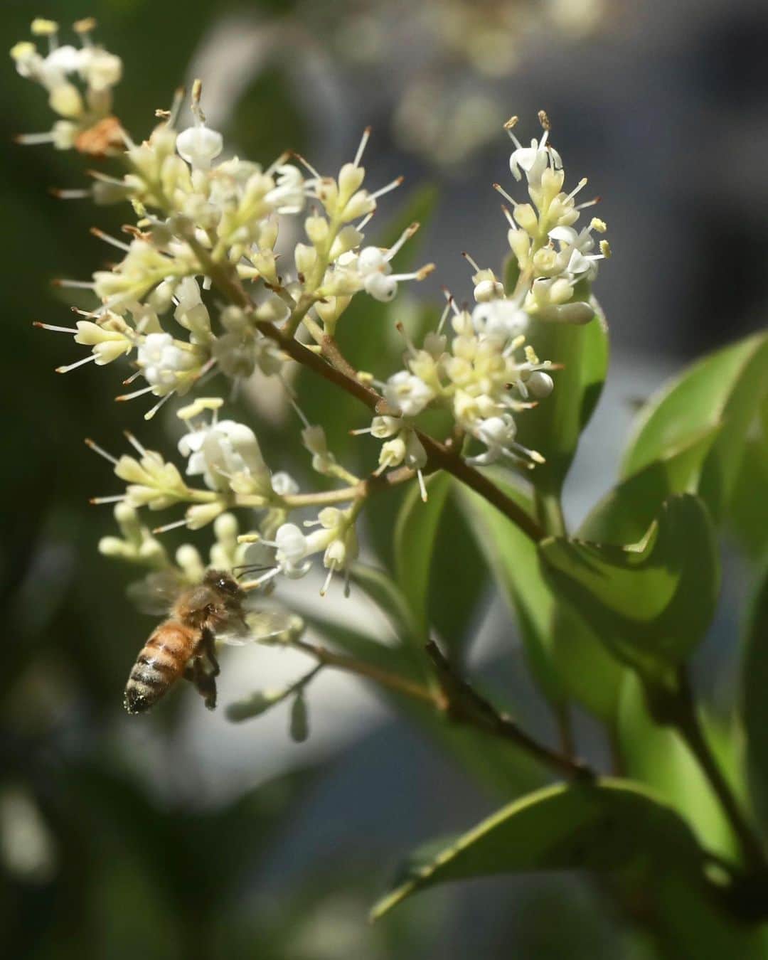 高垣麗子さんのインスタグラム写真 - (高垣麗子Instagram)「* 皆さんは、ミツバチ保護の重要性について考えたことはありますか🐝  ミツバチは、花の蜜を集めるだけではなく、私たちの毎日の食事に欠かせない野菜や果物などを実らせるための受粉も行っています🐝  つまり、ミツバチがいなくなると植物もなくなってしまう... 植物がなくなるということは、動物や私たち人も生存できなくなる...  気候変動や農薬などの影響で減少しているミツバチを保護する為に、10年以上も前から取り組みをされているGUERLAIN @guerlain   世界中の小学校で子供達にミツバチの役割を説明し、ミツバチを守る方法を教えているのだそうです✨  5月20日は世界ミツバチの日🐝 ということもあり、今回は私もお声掛けいただき銀座のビルの屋上にあるミツバチの為の庭"BeeGarden"に伺ってきました！！  飛び回っている大量のミツバチにはじめは驚いたけれど、基本騒いだりしなければ刺されることは無いのだそう👍🏻✨ ミツバチの生態についてを伺ったり観察をしているうちに、だんだん愛らしく思えてきたのだから不思議でした☺️ 三種類のはちみつの食べ比べをしましたが、花の種類によってコクがあったりスッキリした甘さだったり✨個性があるんですね𓂃  都会のど真ん中、銀座の養蜂場で採れたはちみつです🍯  ミツバチ保護に取り組むGUERLAINは、5月20日～22日の3日間、ゲラン店舗・公式オンラインブティックの全世界の収益の20％をゲランミツバチ保護プログラムに寄付🐝します✨  この機会に沢山の方にミツバチ保護の重要性を知っていただけたら私も嬉しいです！✨ 娘にもわかりやすく伝えよう！✨ *  #ゲラン  #世界ミツバチの日  #guerlain  #GuerlainForBees  #WorldBeeDay #🐝」5月19日 23時01分 - reikotakagaki