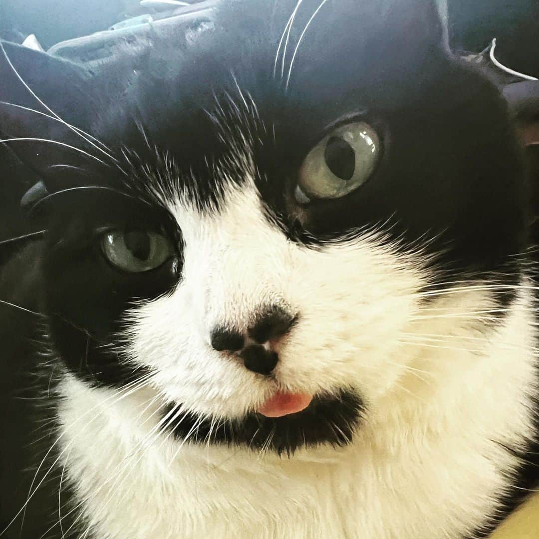 Tuxedo Cat Brosのインスタグラム：「FRIDAY FEELS. #blep #showmeyourblep #tuxedocat」