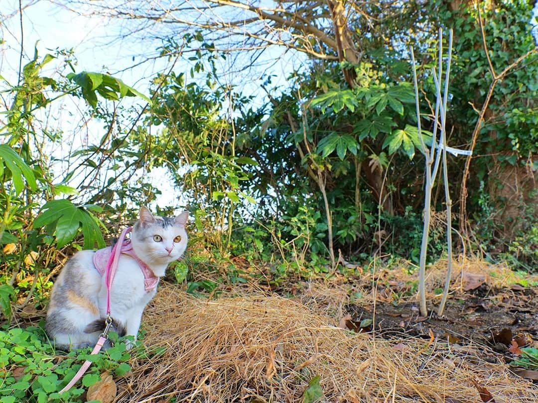 パステルキャットワールドさんのインスタグラム写真 - (パステルキャットワールドInstagram)「サブチャン動画「コシアブラに恋焦がれ‥ついに天然山堀り特大苗を買ってしまいました‥」より  #猫 #cat #cats #catstagram #catlife #calico #calicocat #dilutecalico #nekokichi #pastelcatworld #ねこ #ネコ吉 #コシアブラ」5月20日 0時02分 - pastelcatworld