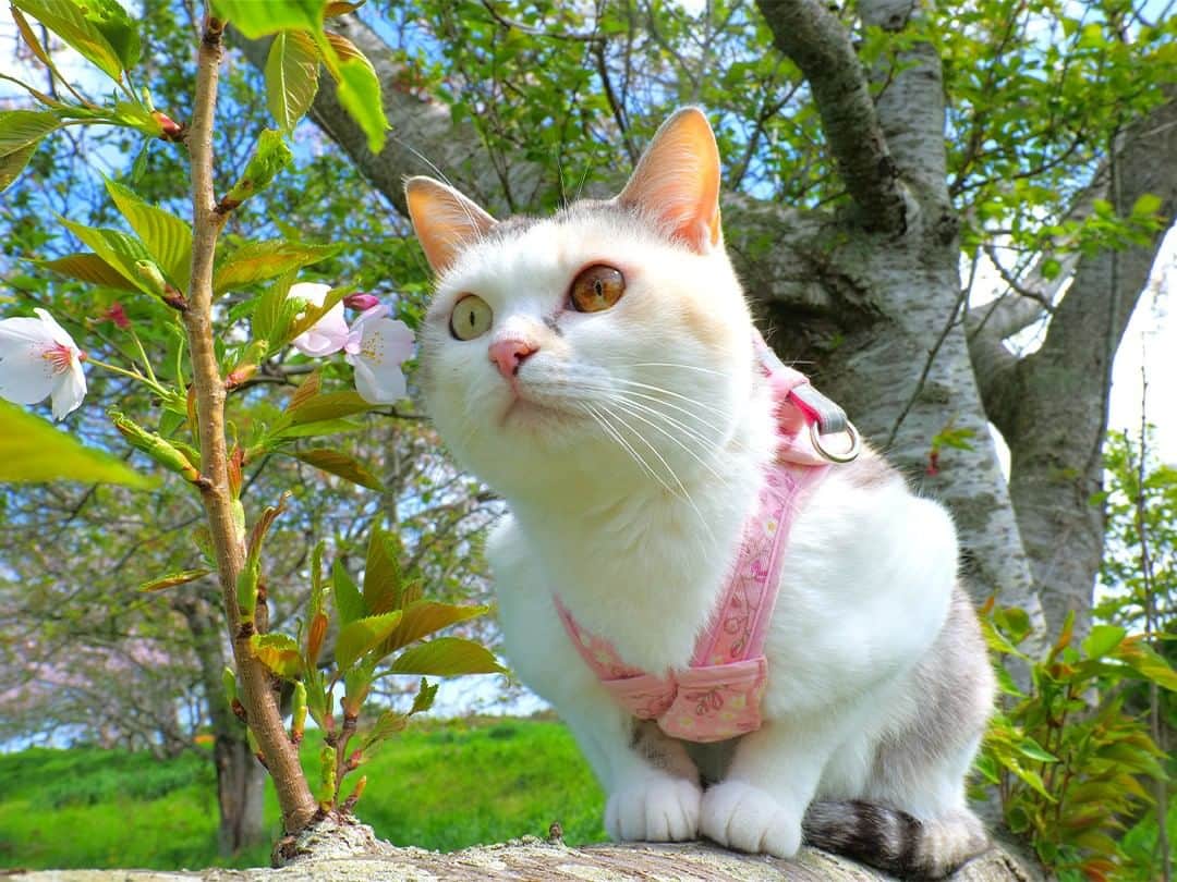 パステルキャットワールドのインスタグラム