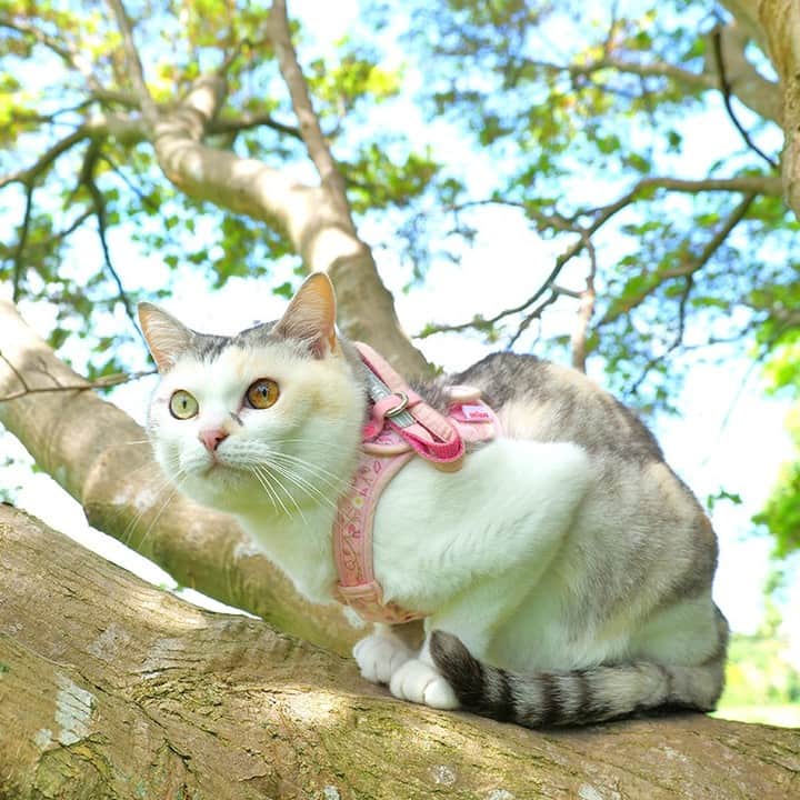 パステルキャットワールドのインスタグラム