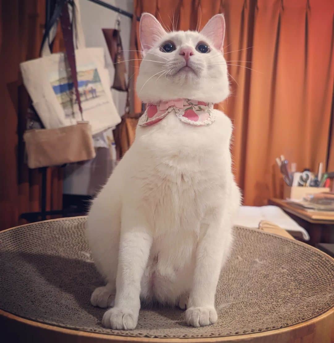 岡田屋鉄蔵のインスタグラム：「一歳になったよ！ えっへん！ お祝いに桃柄カラー！」