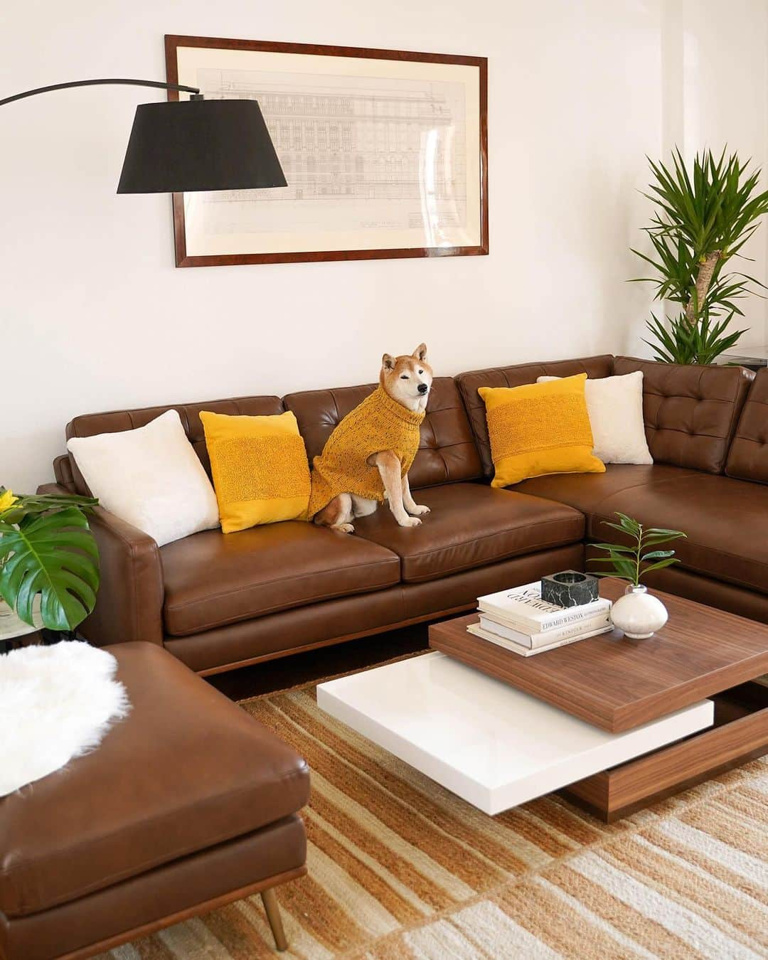 Menswear Dogさんのインスタグラム写真 - (Menswear DogInstagram)「✨This is your sign to give your dogs a living room Spring Refresh with @castleryus ✨  Rate the Bodhi and Luc's suave sofa stance from 1 to 10 👇  #AtHomeWithCastlery #homedecorideas #homedecortips #homemakeover」5月20日 0時53分 - mensweardog