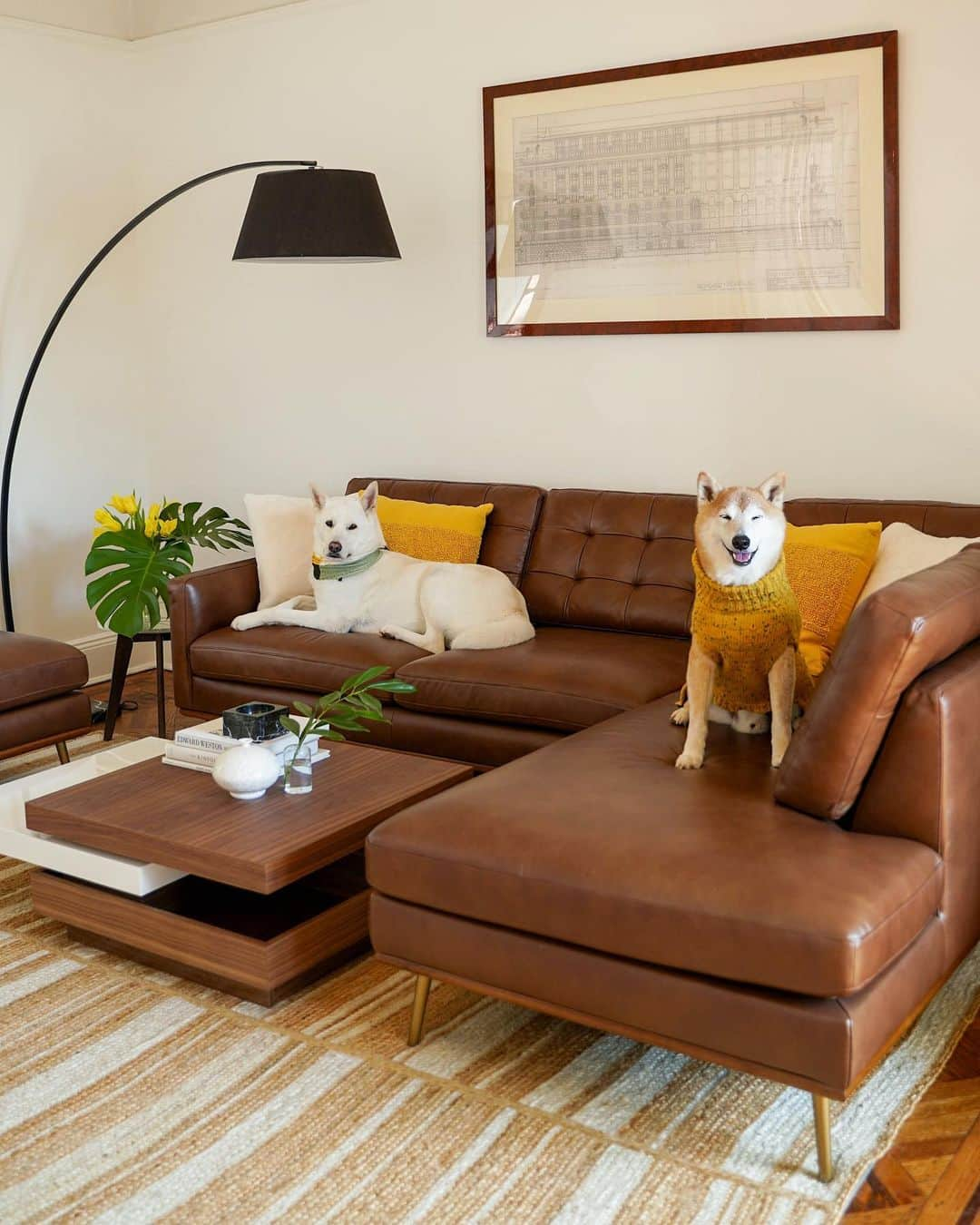 Menswear Dogのインスタグラム：「✨This is your sign to give your dogs a living room Spring Refresh with @castleryus ✨  Rate the Bodhi and Luc's suave sofa stance from 1 to 10 👇  #AtHomeWithCastlery #homedecorideas #homedecortips #homemakeover」