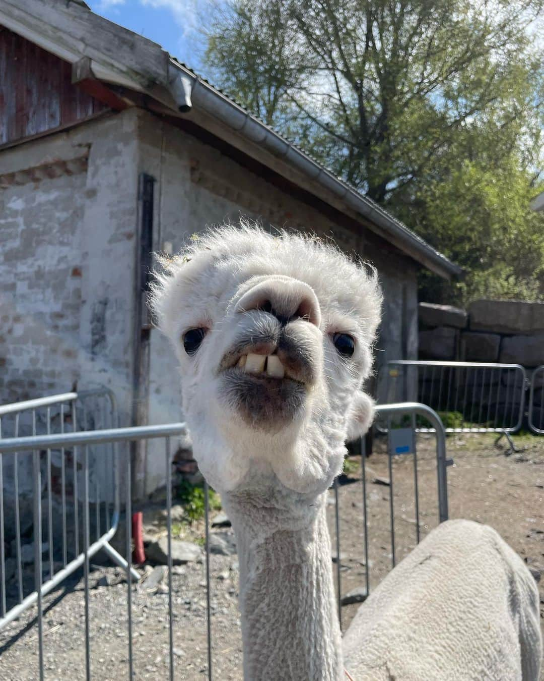 マルクス・クリーブランドさんのインスタグラム写真 - (マルクス・クリーブランドInstagram)「Walking the dogs🦙」5月20日 1時27分 - marcuskleveland