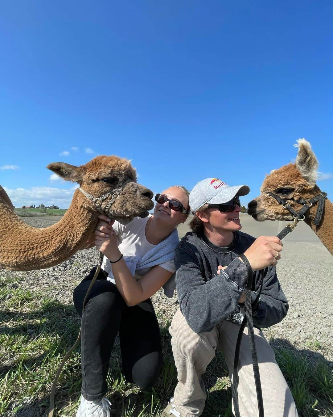 マルクス・クリーブランドのインスタグラム：「Walking the dogs🦙」