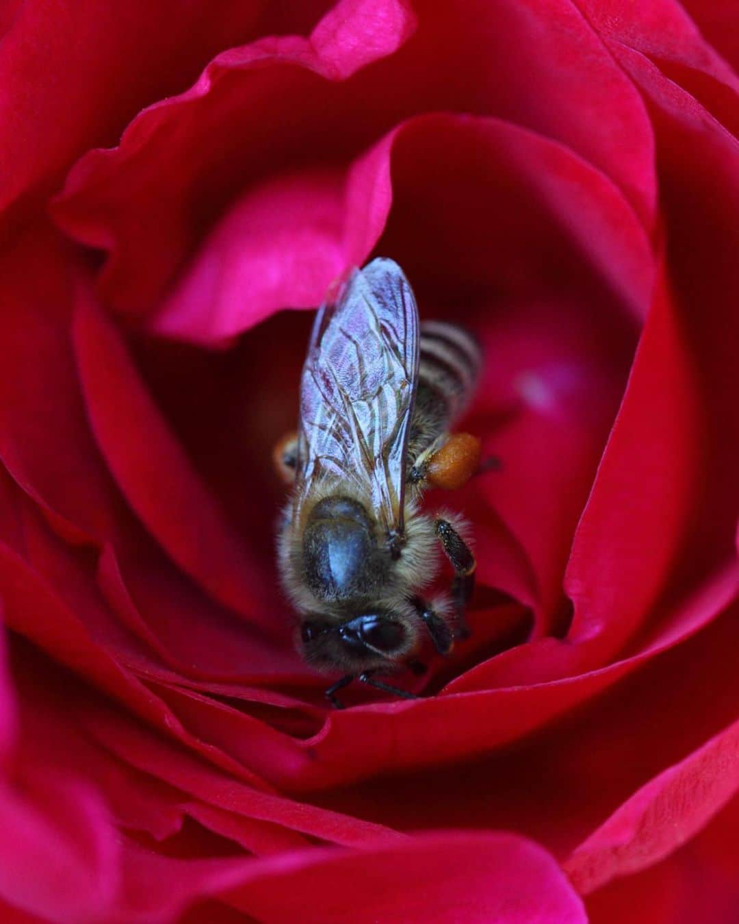 ゲランさんのインスタグラム写真 - (ゲランInstagram)「Bee populations are under threat across the globe due to non-sustainable agriculture practices, climate change, habitat destruction and biodiversity erosion.  Pollinator dependent crops contribute to 35% of global crop production volume. If the precious pollinators, especially bees, disappeared from nature, 75% of all cultivated plants and 90% of wild flowering plants that depend on pollinators would be threatened.  On World Bee Day, I am happy to help raise awareness on the importance of this precious pollinator. By protecting the bee, we're helping to protect traditional local knowledge, preserve biodiversity, and ensuring the future of communities around the world.  📷 Éric Tourneret  @guerlain #WorldBeeDay  More information about the bees can be found in the Assessment Report on Pollinators, Pollination and Food production by IPBES. Link in my bio.」5月20日 1時51分 - guerlain