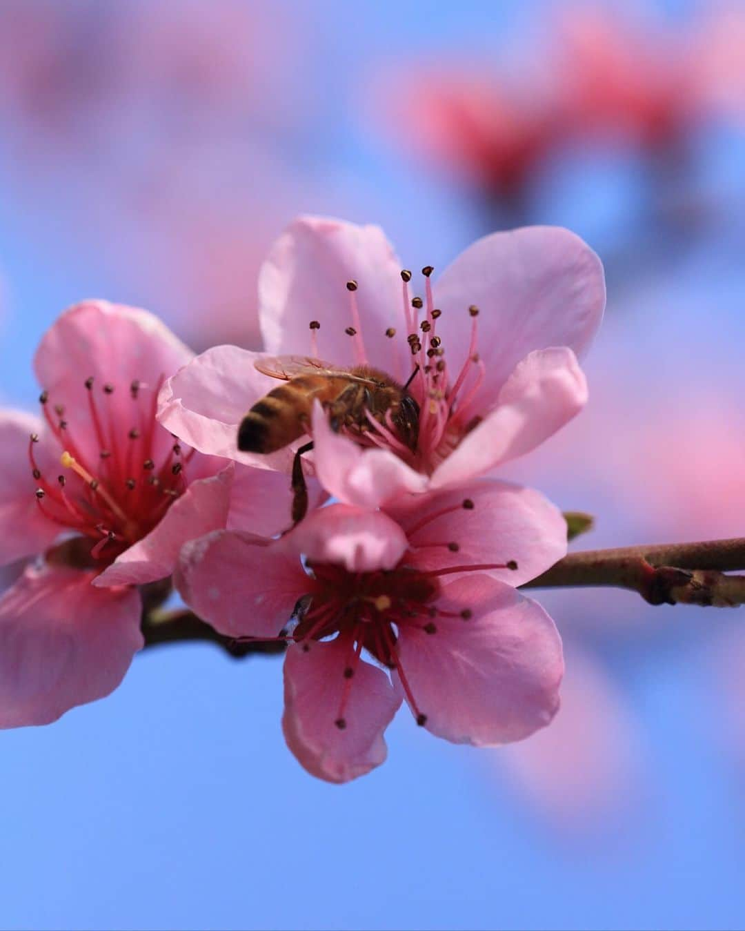 ゲランさんのインスタグラム写真 - (ゲランInstagram)「Bee populations are under threat across the globe due to non-sustainable agriculture practices, climate change, habitat destruction and biodiversity erosion.  Pollinator dependent crops contribute to 35% of global crop production volume. If the precious pollinators, especially bees, disappeared from nature, 75% of all cultivated plants and 90% of wild flowering plants that depend on pollinators would be threatened.  On World Bee Day, I am happy to help raise awareness on the importance of this precious pollinator. By protecting the bee, we're helping to protect traditional local knowledge, preserve biodiversity, and ensuring the future of communities around the world.  📷 Éric Tourneret  @guerlain #WorldBeeDay  More information about the bees can be found in the Assessment Report on Pollinators, Pollination and Food production by IPBES. Link in my bio.」5月20日 1時51分 - guerlain