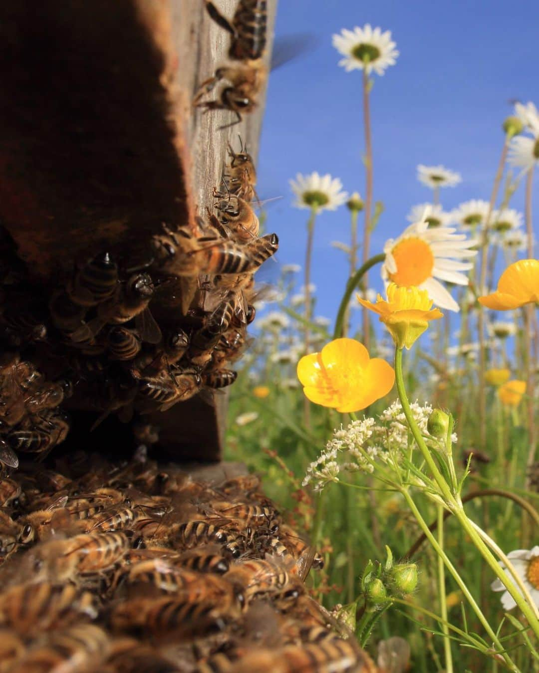 ゲランさんのインスタグラム写真 - (ゲランInstagram)「Bee populations are under threat across the globe due to non-sustainable agriculture practices, climate change, habitat destruction and biodiversity erosion.  Pollinator dependent crops contribute to 35% of global crop production volume. If the precious pollinators, especially bees, disappeared from nature, 75% of all cultivated plants and 90% of wild flowering plants that depend on pollinators would be threatened.  On World Bee Day, I am happy to help raise awareness on the importance of this precious pollinator. By protecting the bee, we're helping to protect traditional local knowledge, preserve biodiversity, and ensuring the future of communities around the world.  📷 Éric Tourneret  @guerlain #WorldBeeDay  More information about the bees can be found in the Assessment Report on Pollinators, Pollination and Food production by IPBES. Link in my bio.」5月20日 1時51分 - guerlain