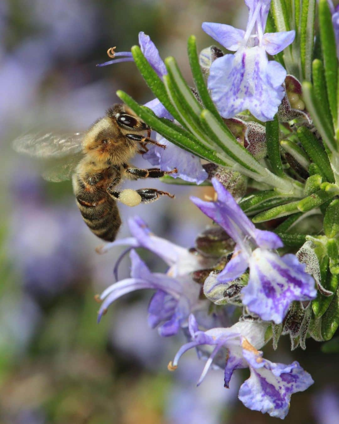 ゲランさんのインスタグラム写真 - (ゲランInstagram)「Bee populations are under threat across the globe due to non-sustainable agriculture practices, climate change, habitat destruction and biodiversity erosion.  Pollinator dependent crops contribute to 35% of global crop production volume. If the precious pollinators, especially bees, disappeared from nature, 75% of all cultivated plants and 90% of wild flowering plants that depend on pollinators would be threatened.  On World Bee Day, I am happy to help raise awareness on the importance of this precious pollinator. By protecting the bee, we're helping to protect traditional local knowledge, preserve biodiversity, and ensuring the future of communities around the world.  📷 Éric Tourneret  @guerlain #WorldBeeDay  More information about the bees can be found in the Assessment Report on Pollinators, Pollination and Food production by IPBES. Link in my bio.」5月20日 1時51分 - guerlain