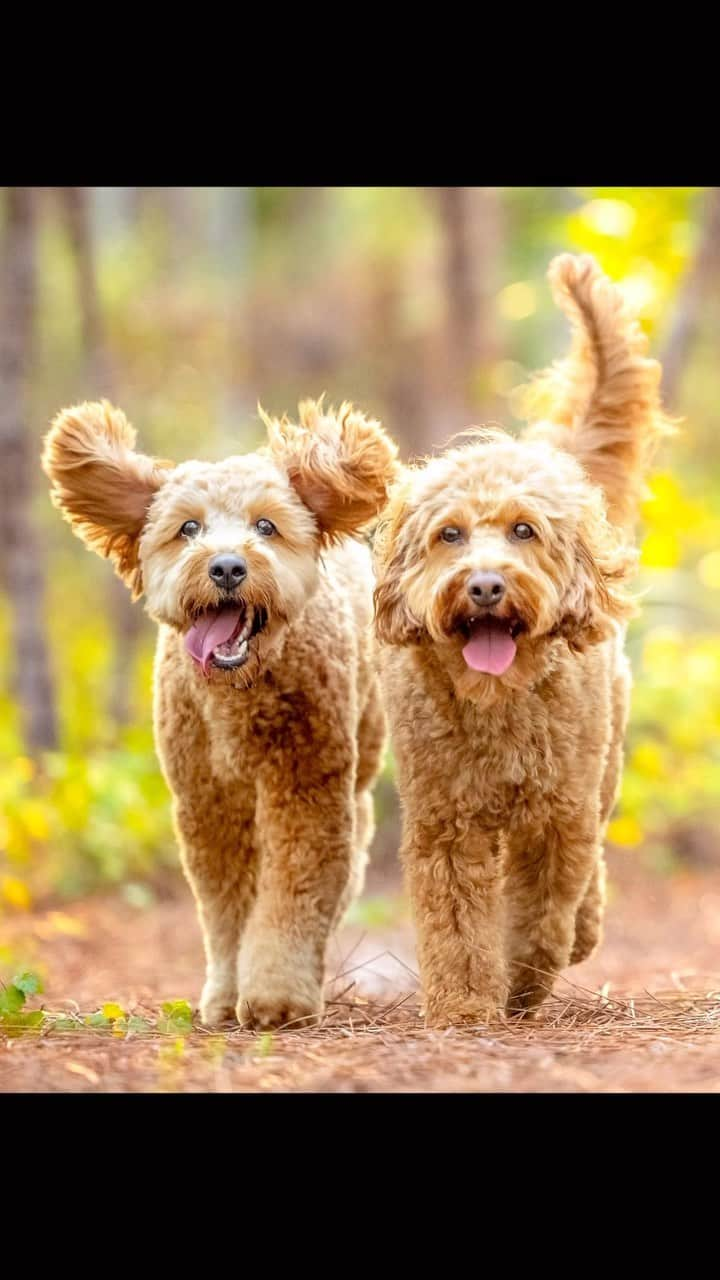 モーガン・プレッセルのインスタグラム：「It’s birthday week for my little doods! Zoe turned 5 on Monday, and Lilly turns 2 this Sunday. Where has the time gone?? Love these little munchkins so much! Can you tell them apart??  #goldendoodle #goldendoodlesofinstagram #birthday #puppy #puppylove #doodlelove #sisters」