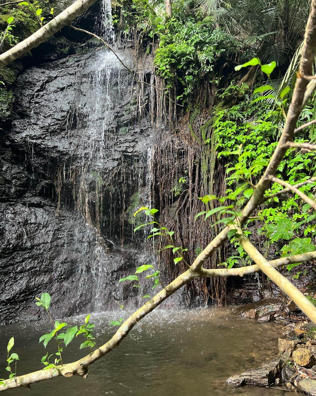 木下ひまりさんのインスタグラム写真 - (木下ひまりInstagram)「浄化される🌳。。」5月20日 1時47分 - himari_kinoshita