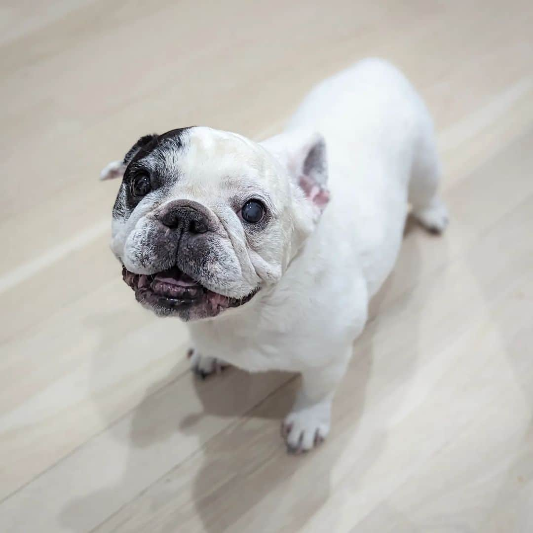 Manny The Frenchieさんのインスタグラム写真 - (Manny The FrenchieInstagram)「This camera angle always make look like I'm part corgi 😂」5月20日 1時54分 - manny_the_frenchie