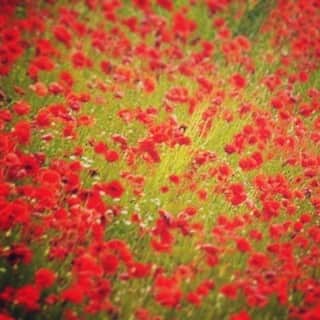 ジャンポールノットのインスタグラム：「Pointillist」