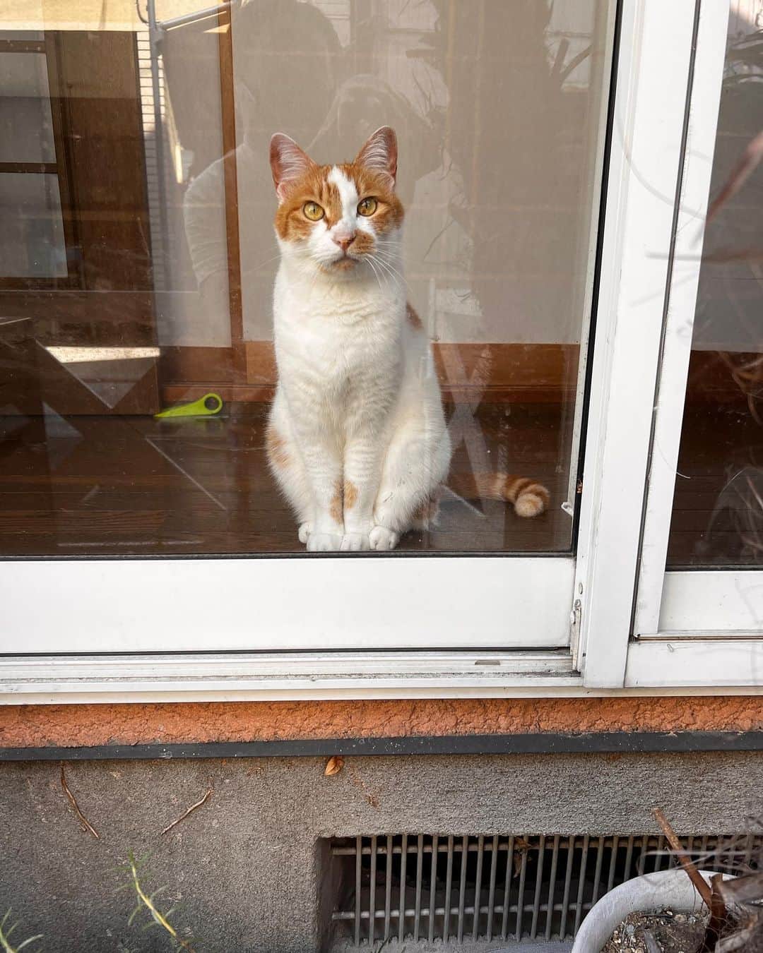 Kachimo Yoshimatsuのインスタグラム：「見張り｡  #うちの猫ら #猫 #oinari #ねこ #ニャンスタグラム #にゃんすたぐらむ #ねこのきもち #cat #ネコ #catstagram #ネコ部 http://kachimo.exblog.jp」