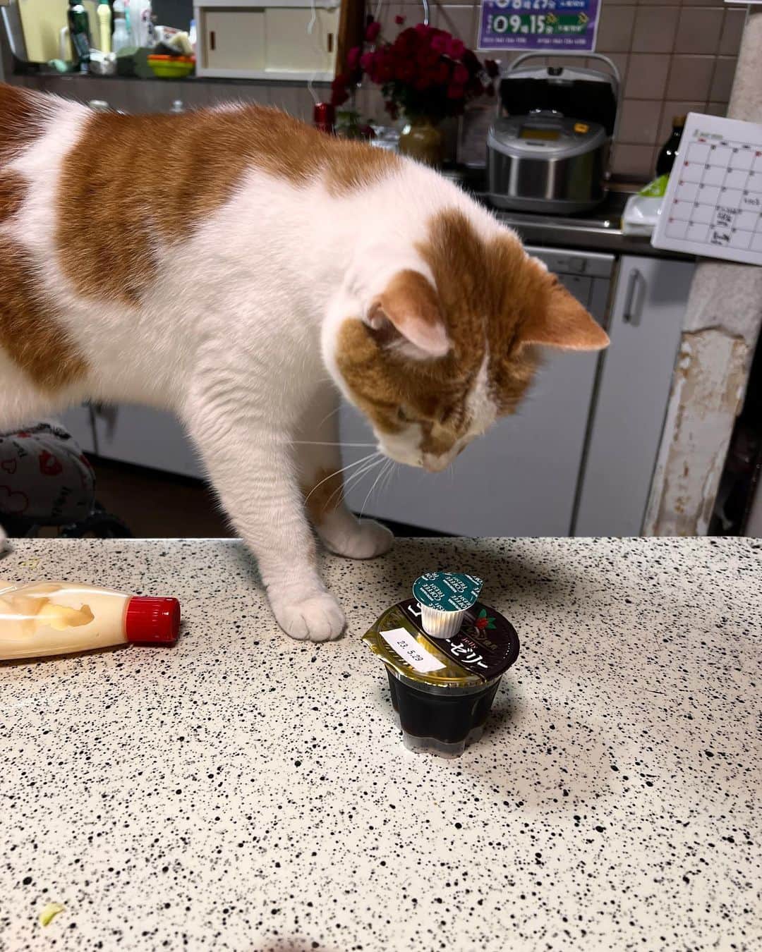Kachimo Yoshimatsuのインスタグラム：「初物には、めっちゃ攻撃する｡  ペシっ！ペシっ！  #うちの猫ら #oinari #猫 #ねこ #ニャンスタグラム #にゃんすたぐらむ #ねこのきもち #cat #ネコ #catstagram #ネコ部 http://kachimo.exblog.jp」