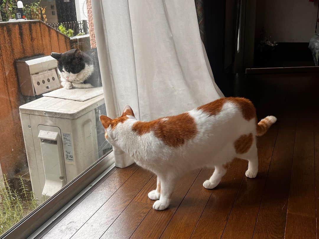 Kachimo Yoshimatsuのインスタグラム：「ガン見｡  #うちの猫ら #oinari #ikasumi #猫 #ねこ #ニャンスタグラム #にゃんすたぐらむ #ねこのきもち #cat #ネコ #catstagram #ネコ部 http://kachimo.exblog.jp」