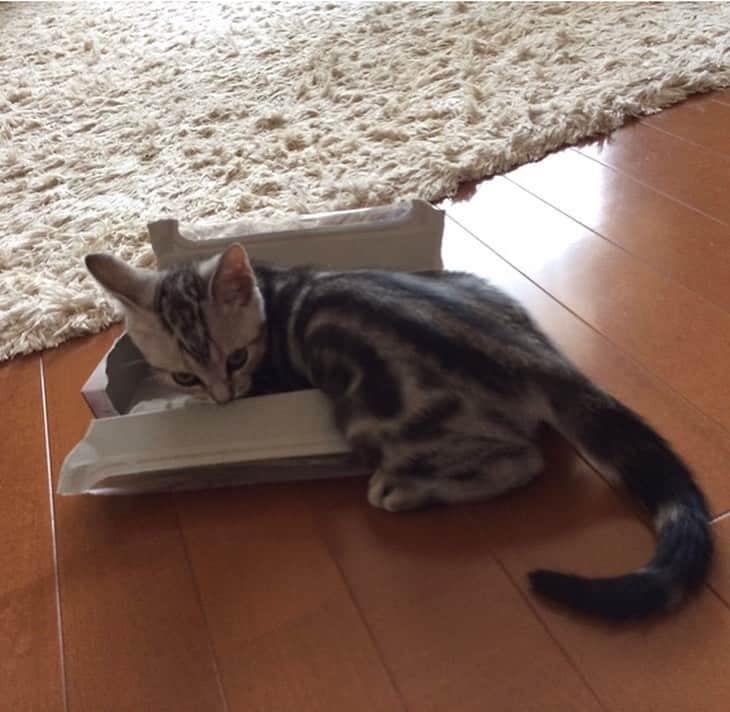 Alain アランさんのインスタグラム写真 - (Alain アランInstagram)「Happy Caturday! Baby Alain at 2.5 months old.  Alain loved boxes 📦 since he was a kitten. * 土曜日は蔵出しアラン！子猫時代のアランをお見せしています。ベビーアラン、生後2ヶ月半の頃。 子猫の頃から、箱📦が好き！  * #2014 #babyalain#PrinceAlain#boyAlain #catstagram #cat_features  #topcatphoto #cutepetclub #catsofinstagram #cats_of_world #excellent_cats #catstocker  #bestmeow #bestcats_oftheworld #INSTACAT_MEOWS #peco #animalsco #mofmo #みんねこ #ふわもこ部 #ねこのきもち #アメショー #猫 #猫好きさんとつながりたい #nekoclub #にゃんグラム #アメショ」5月20日 6時41分 - alain_cat