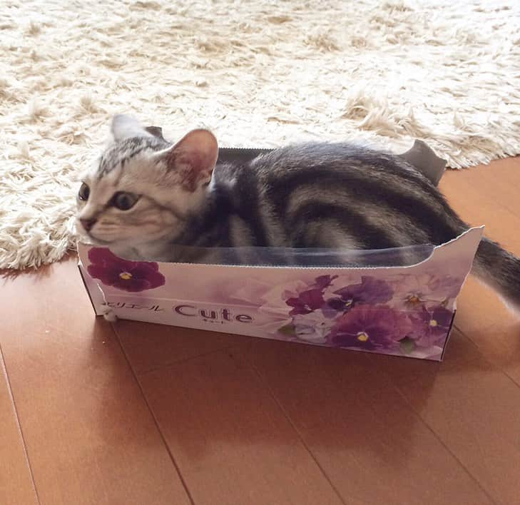 Alain アランさんのインスタグラム写真 - (Alain アランInstagram)「Happy Caturday! Baby Alain at 2.5 months old.  Alain loved boxes 📦 since he was a kitten. * 土曜日は蔵出しアラン！子猫時代のアランをお見せしています。ベビーアラン、生後2ヶ月半の頃。 子猫の頃から、箱📦が好き！  * #2014 #babyalain#PrinceAlain#boyAlain #catstagram #cat_features  #topcatphoto #cutepetclub #catsofinstagram #cats_of_world #excellent_cats #catstocker  #bestmeow #bestcats_oftheworld #INSTACAT_MEOWS #peco #animalsco #mofmo #みんねこ #ふわもこ部 #ねこのきもち #アメショー #猫 #猫好きさんとつながりたい #nekoclub #にゃんグラム #アメショ」5月20日 6時41分 - alain_cat