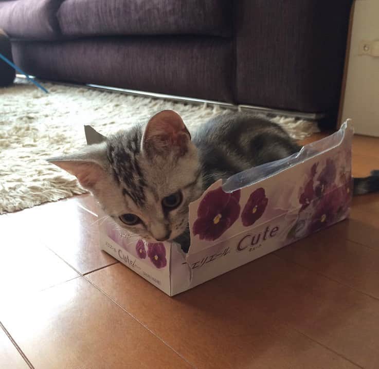 Alain アランさんのインスタグラム写真 - (Alain アランInstagram)「Happy Caturday! Baby Alain at 2.5 months old.  Alain loved boxes 📦 since he was a kitten. * 土曜日は蔵出しアラン！子猫時代のアランをお見せしています。ベビーアラン、生後2ヶ月半の頃。 子猫の頃から、箱📦が好き！  * #2014 #babyalain#PrinceAlain#boyAlain #catstagram #cat_features  #topcatphoto #cutepetclub #catsofinstagram #cats_of_world #excellent_cats #catstocker  #bestmeow #bestcats_oftheworld #INSTACAT_MEOWS #peco #animalsco #mofmo #みんねこ #ふわもこ部 #ねこのきもち #アメショー #猫 #猫好きさんとつながりたい #nekoclub #にゃんグラム #アメショ」5月20日 6時41分 - alain_cat